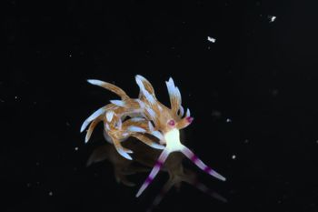 Media type: image;   Malacology 393738 Description: live specimen;